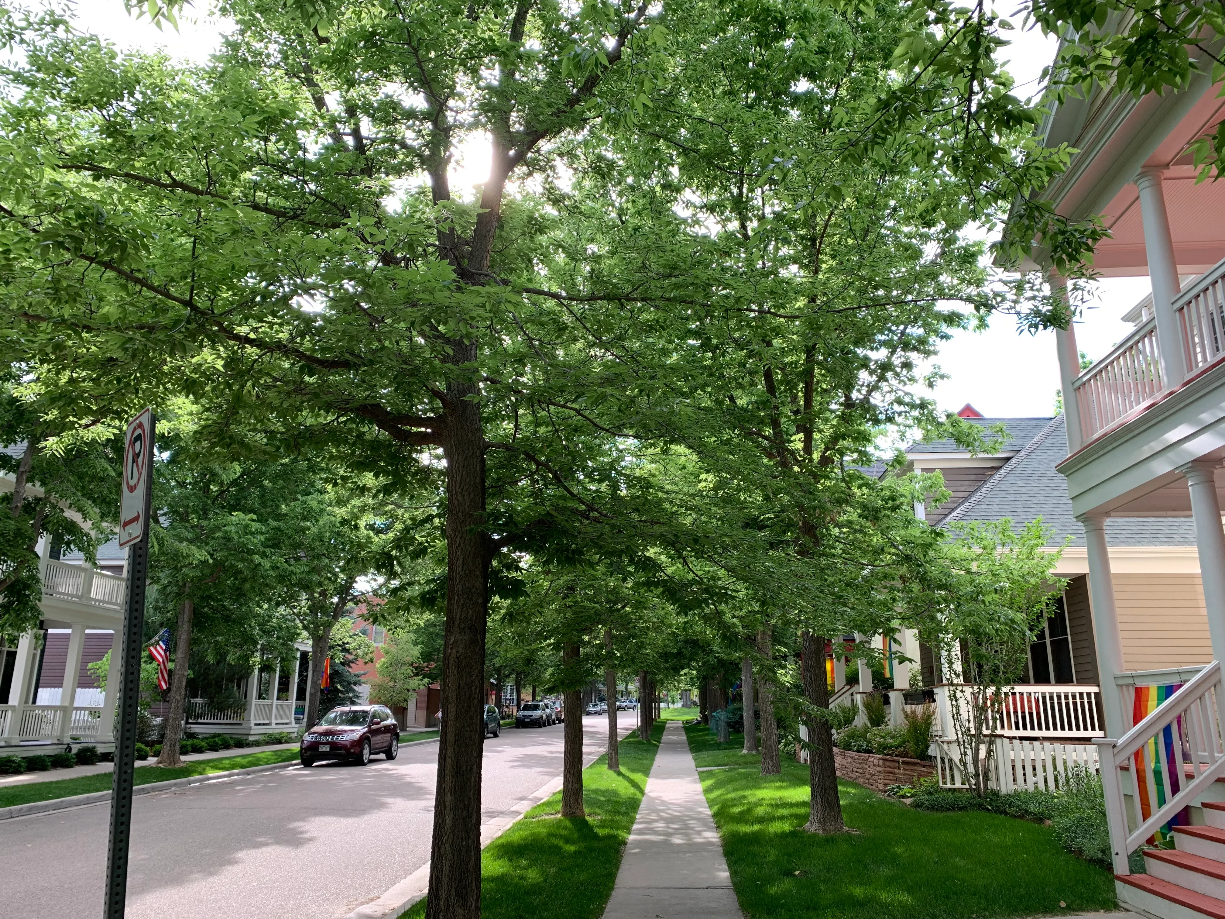 A tree-lined street