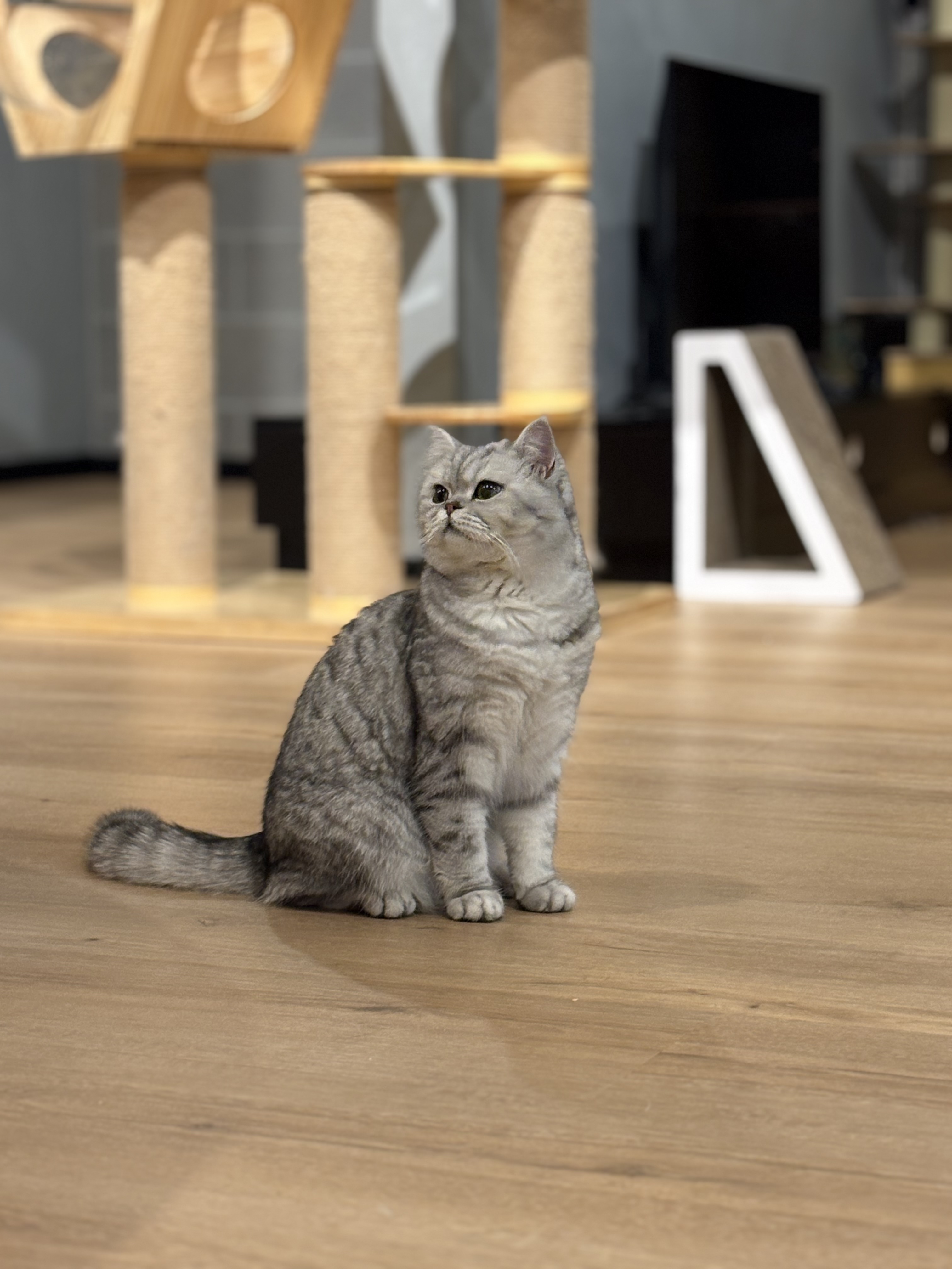A grey tabby British Shorthair