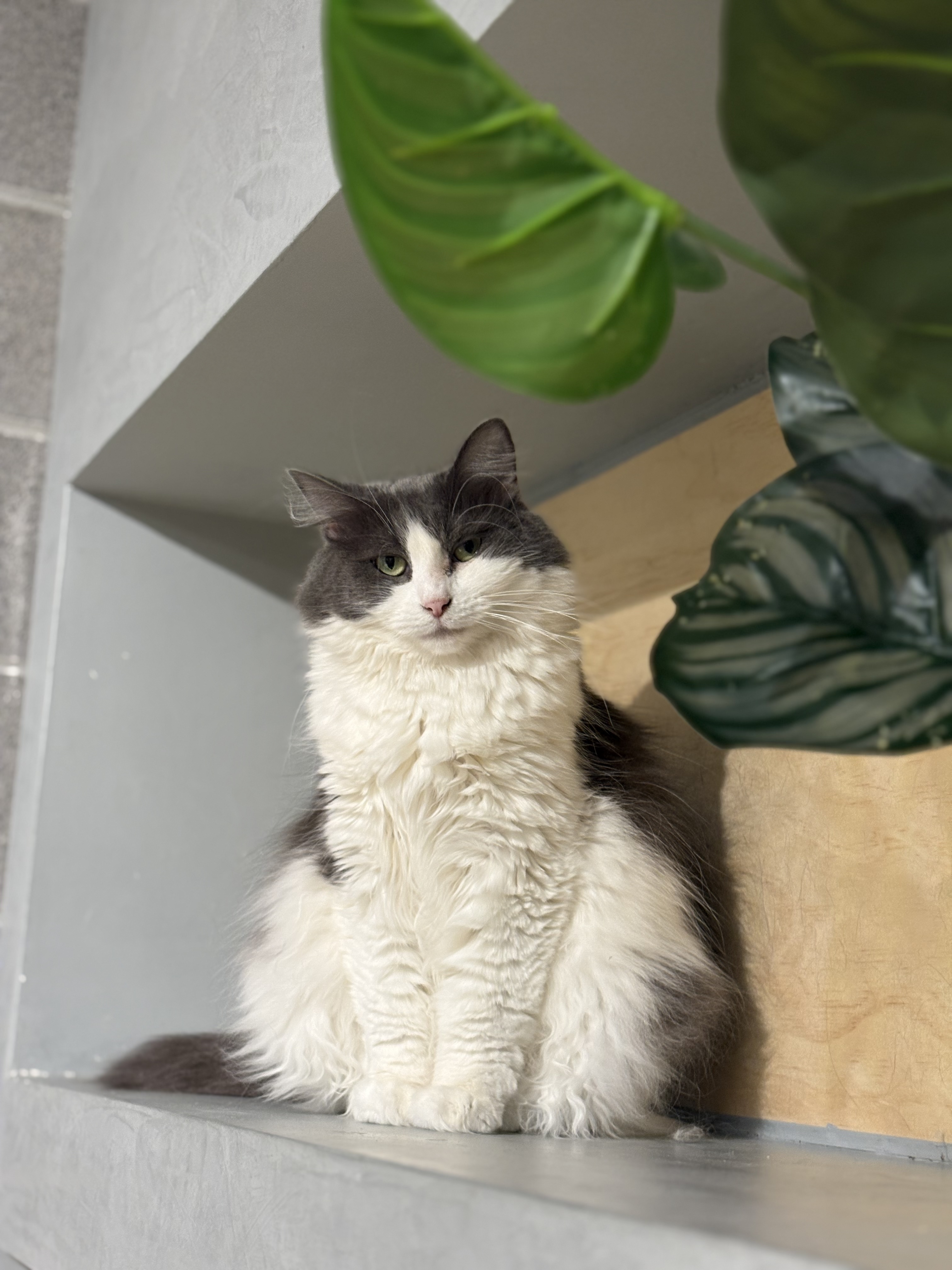 A grey and white domestic medium-hair cat