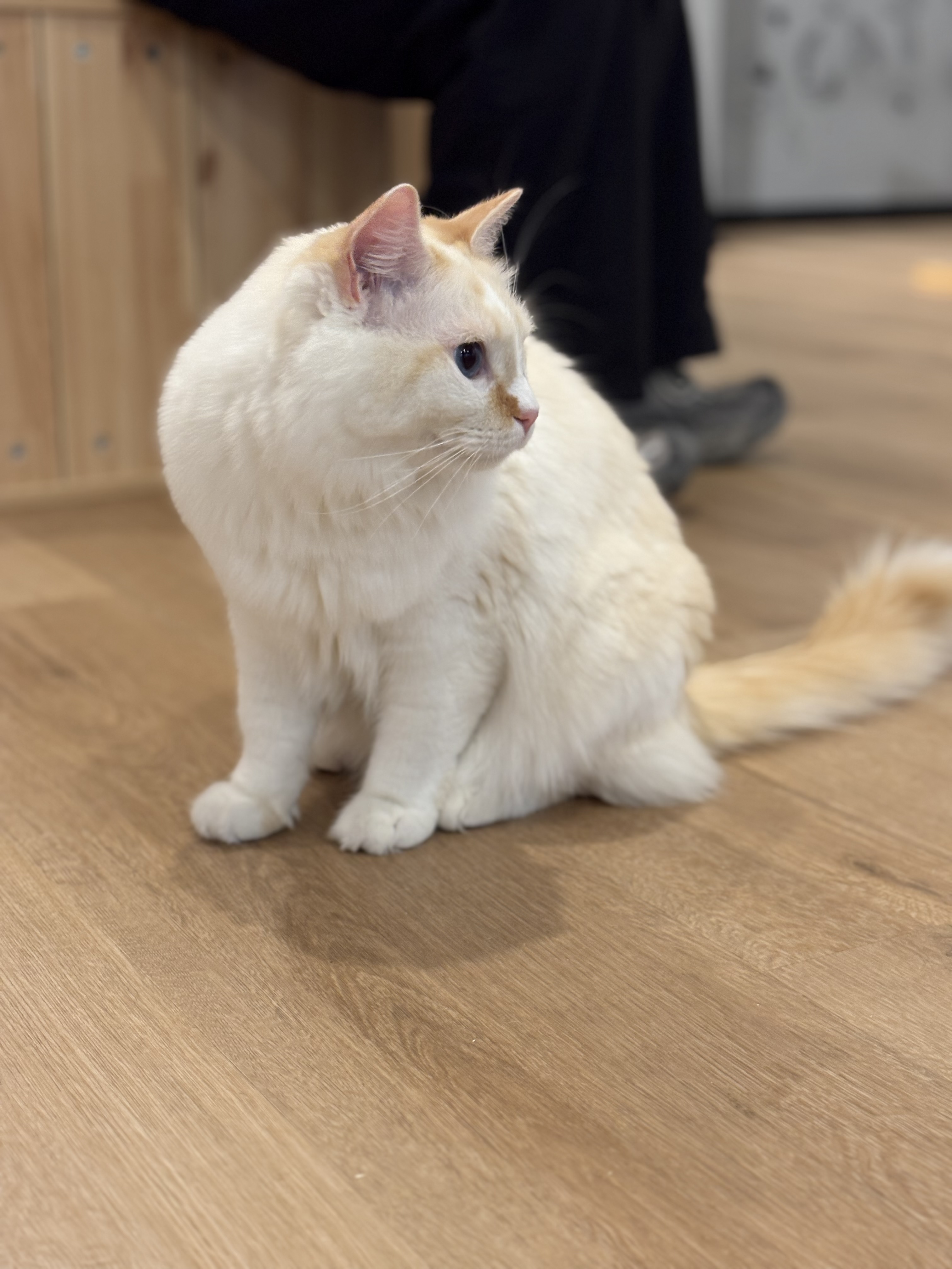 A fluffy orange ragdoll cat
