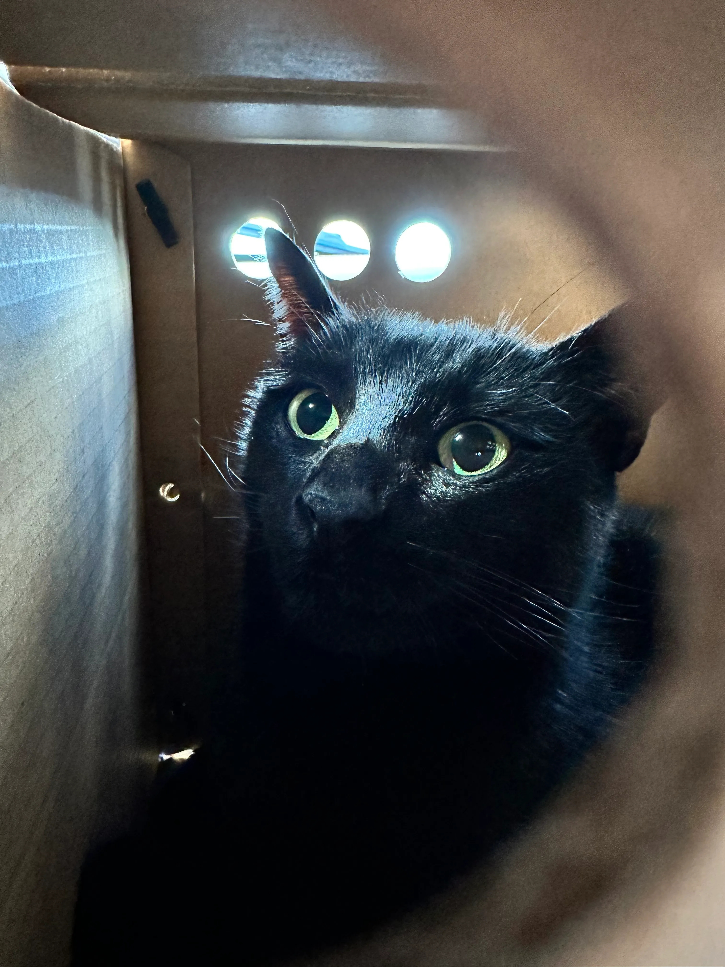 A cute black cat inside a cardboard box