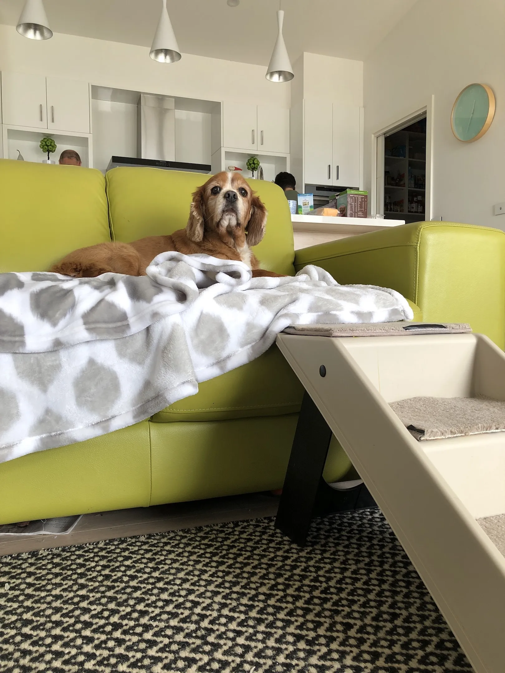 A brown dog on a couch