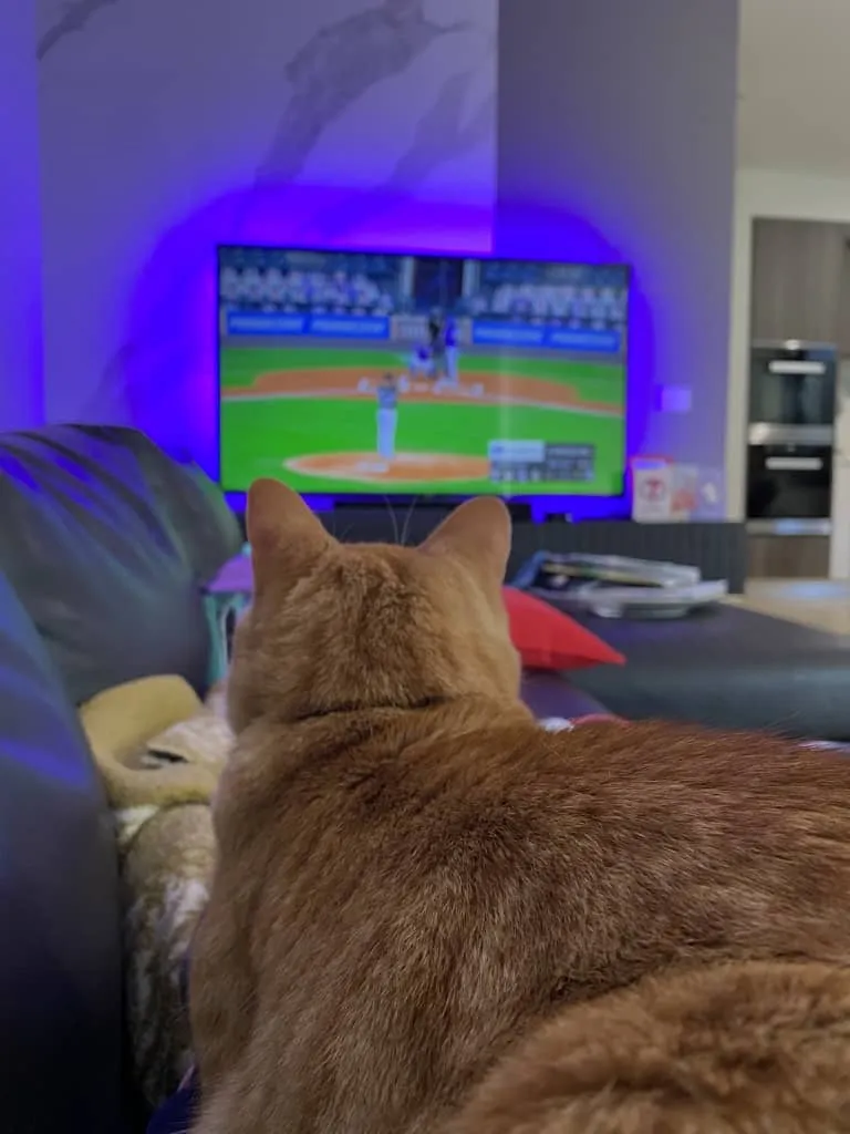 A cat watching baseball on TV