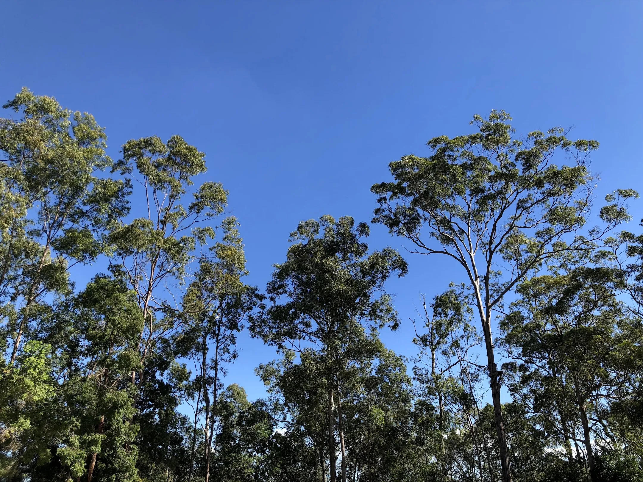 A cloudless blue sky