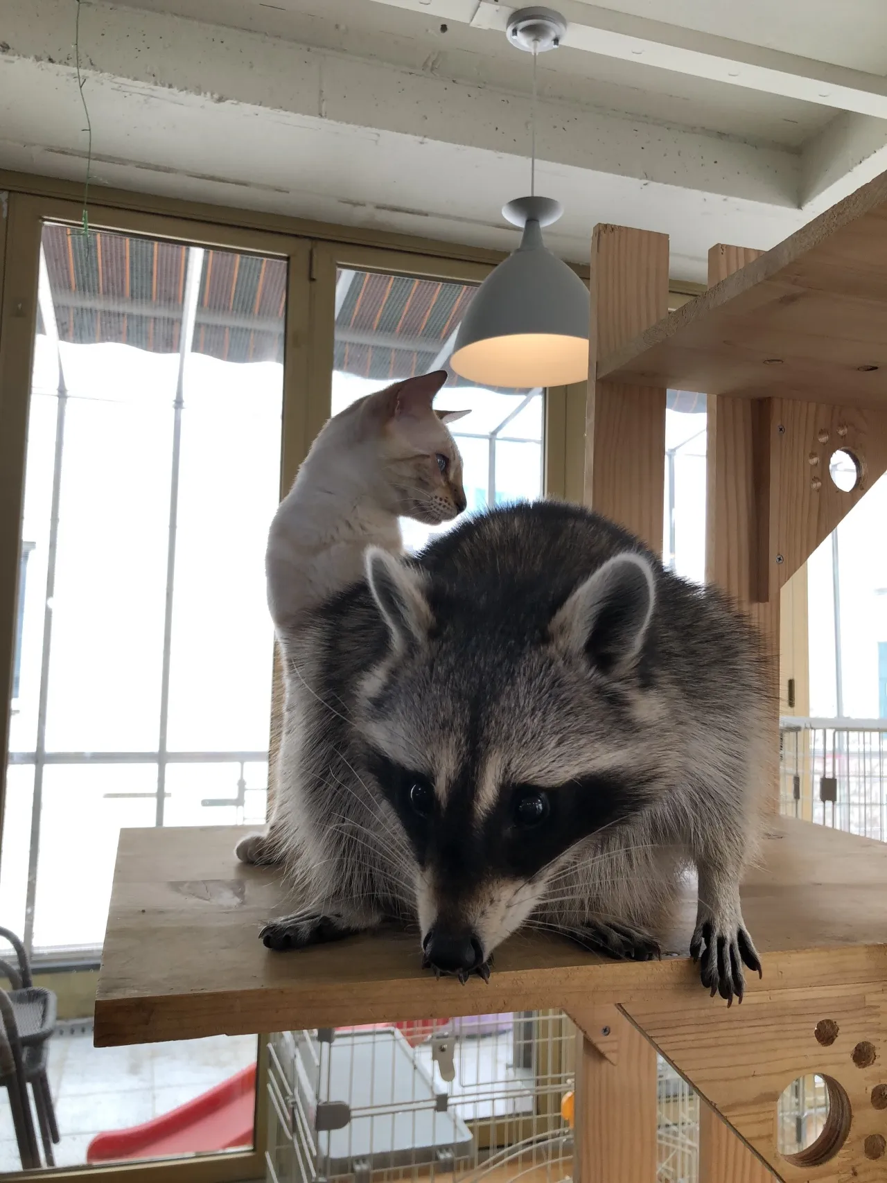 A cat and a raccoon on a cat tower