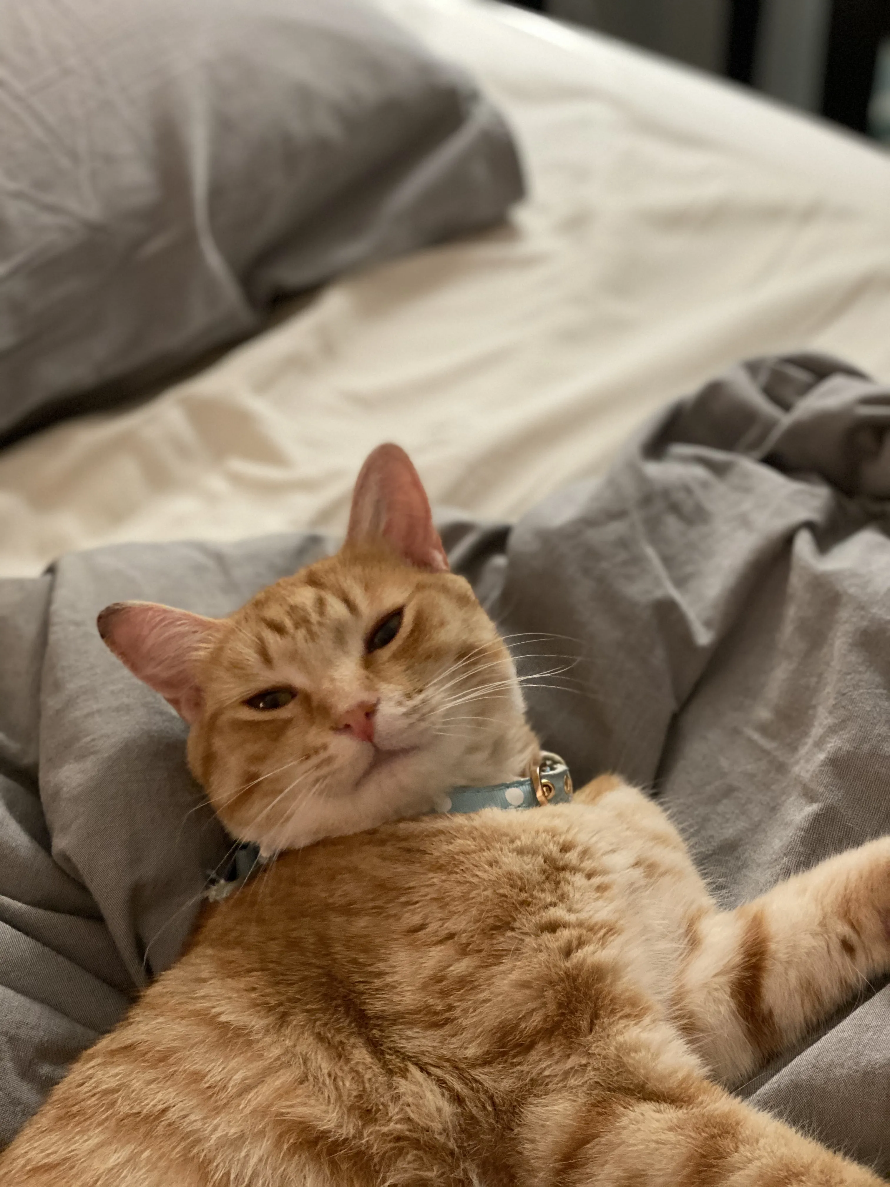 A ginger cat on a bed looking at the camera sleepily