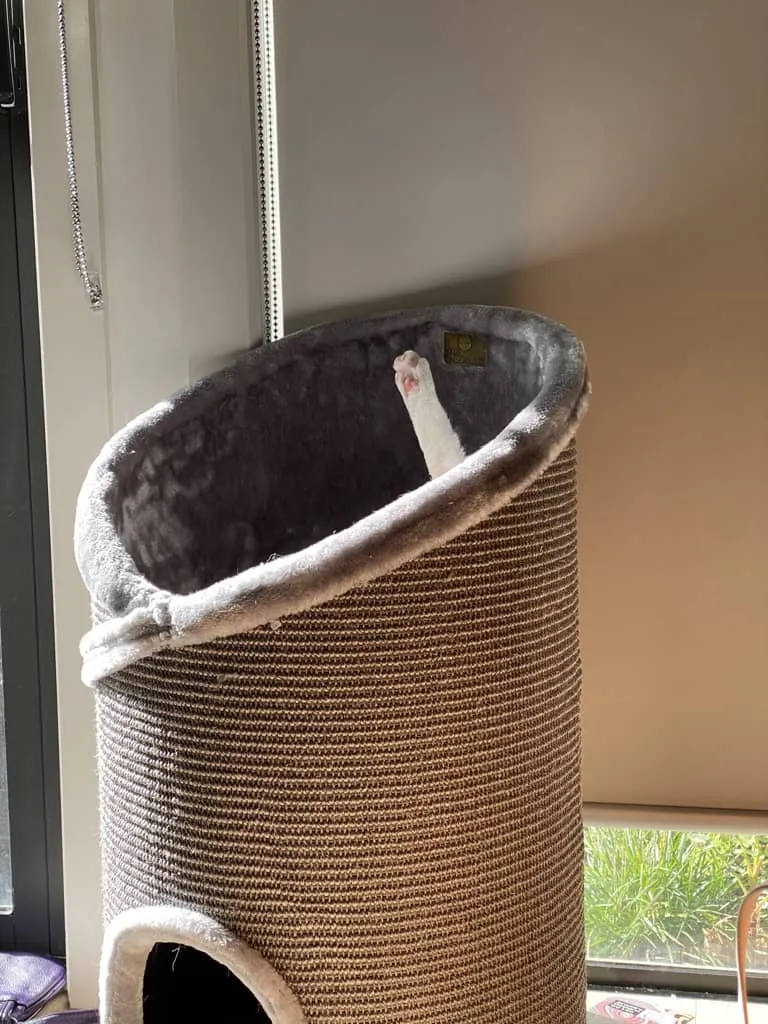 A cat tower with a single visible paw