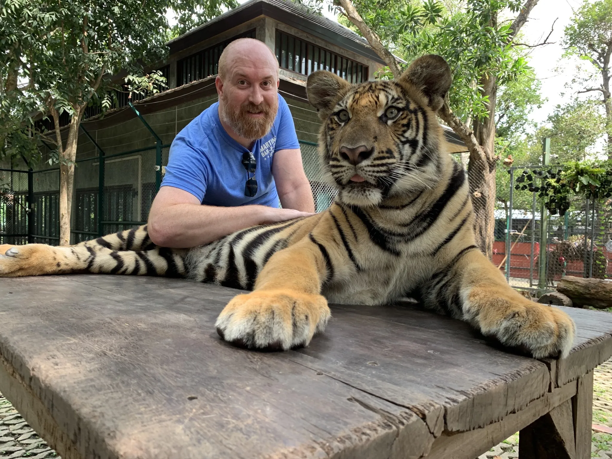 A man resting his elbow on a tiger