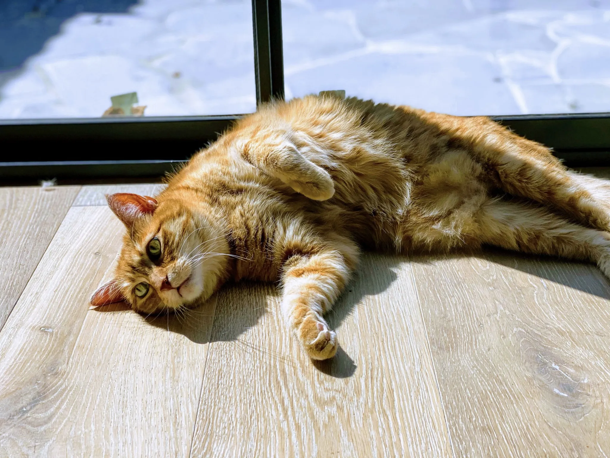 A cat stretched out in the sun