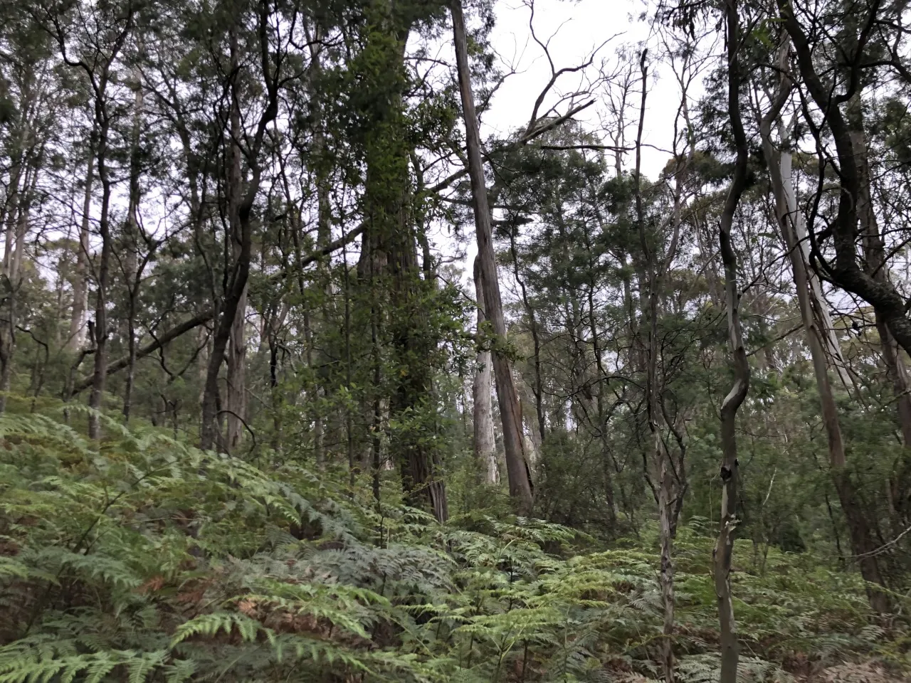 Trees and ferns