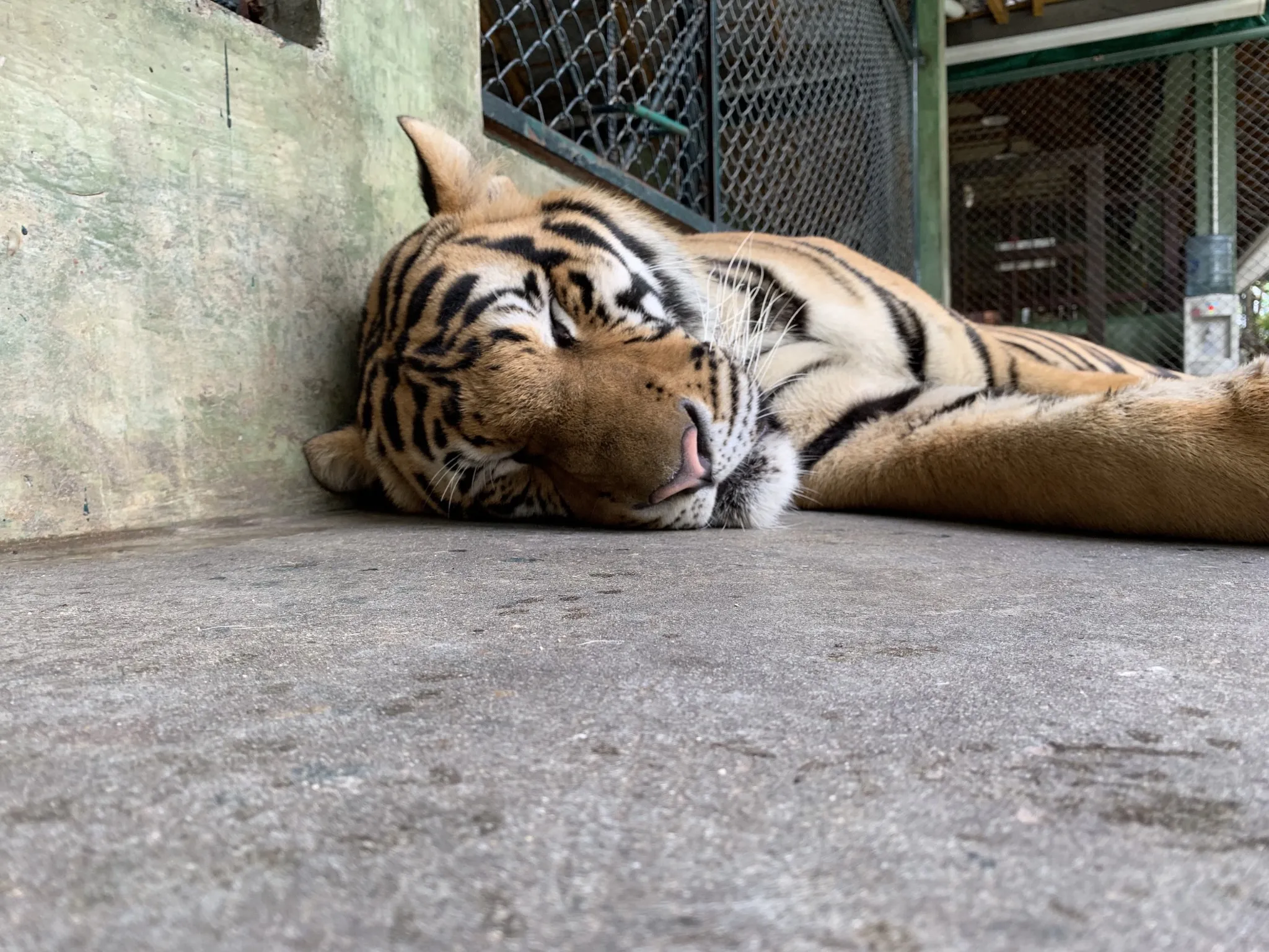 A sleeping tiger up close