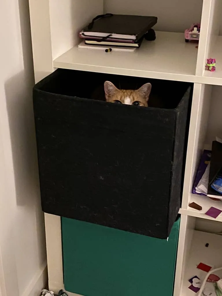 Cat peering from inside a bookcase