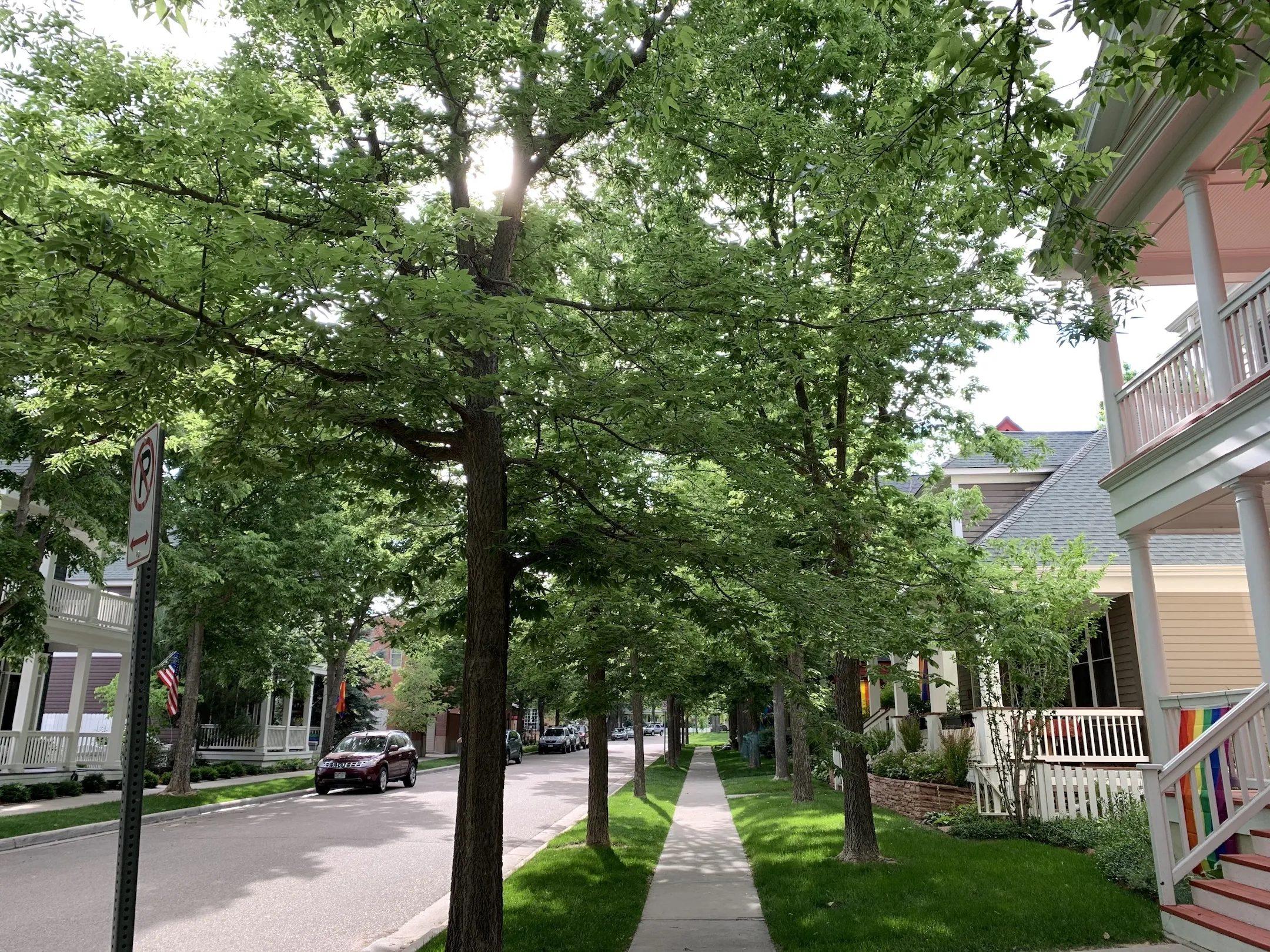 A tree-lined street