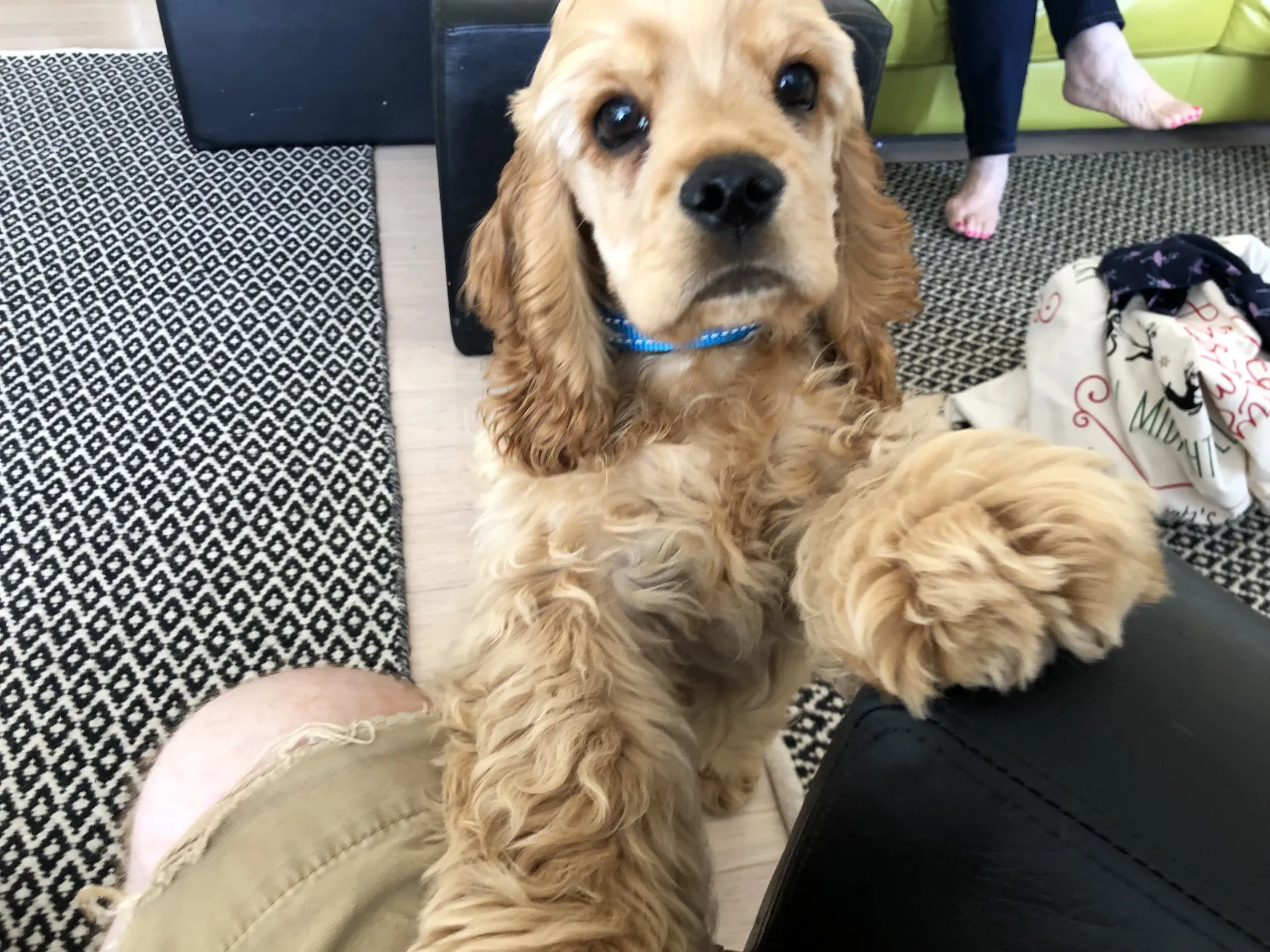 A cocker spaniel