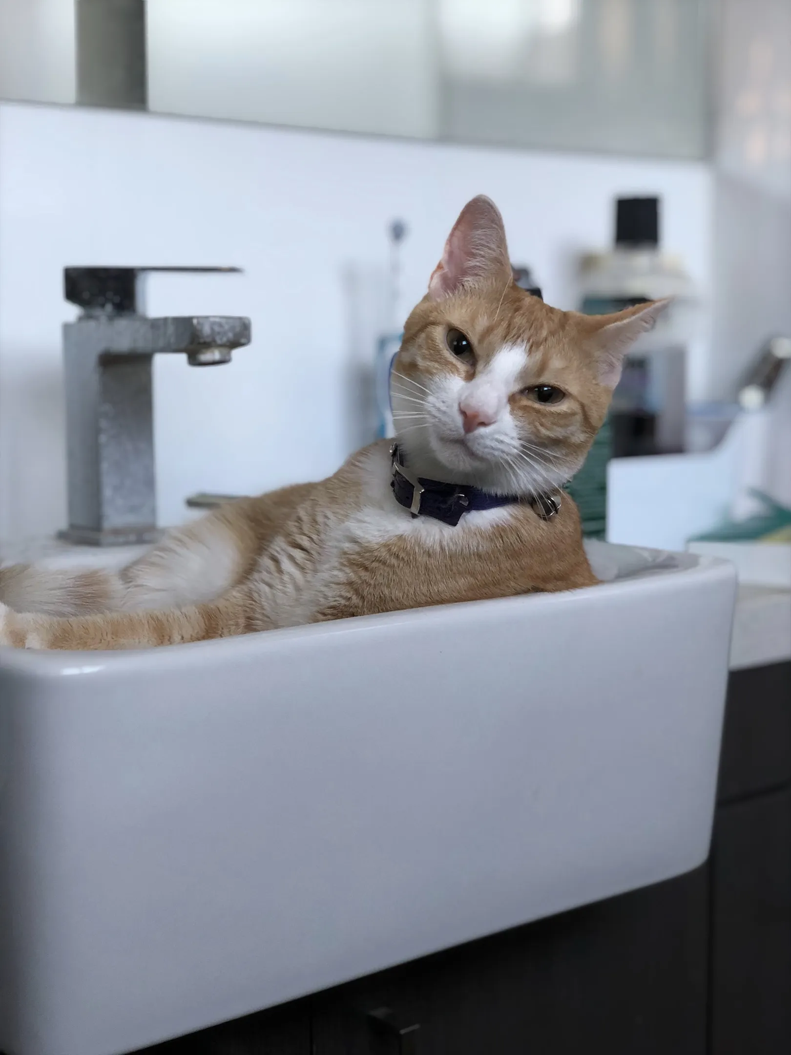 A cat in a sink