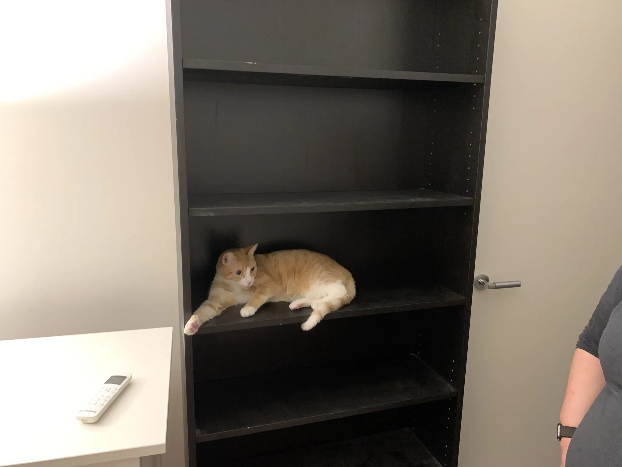 A cat on a bookshelf