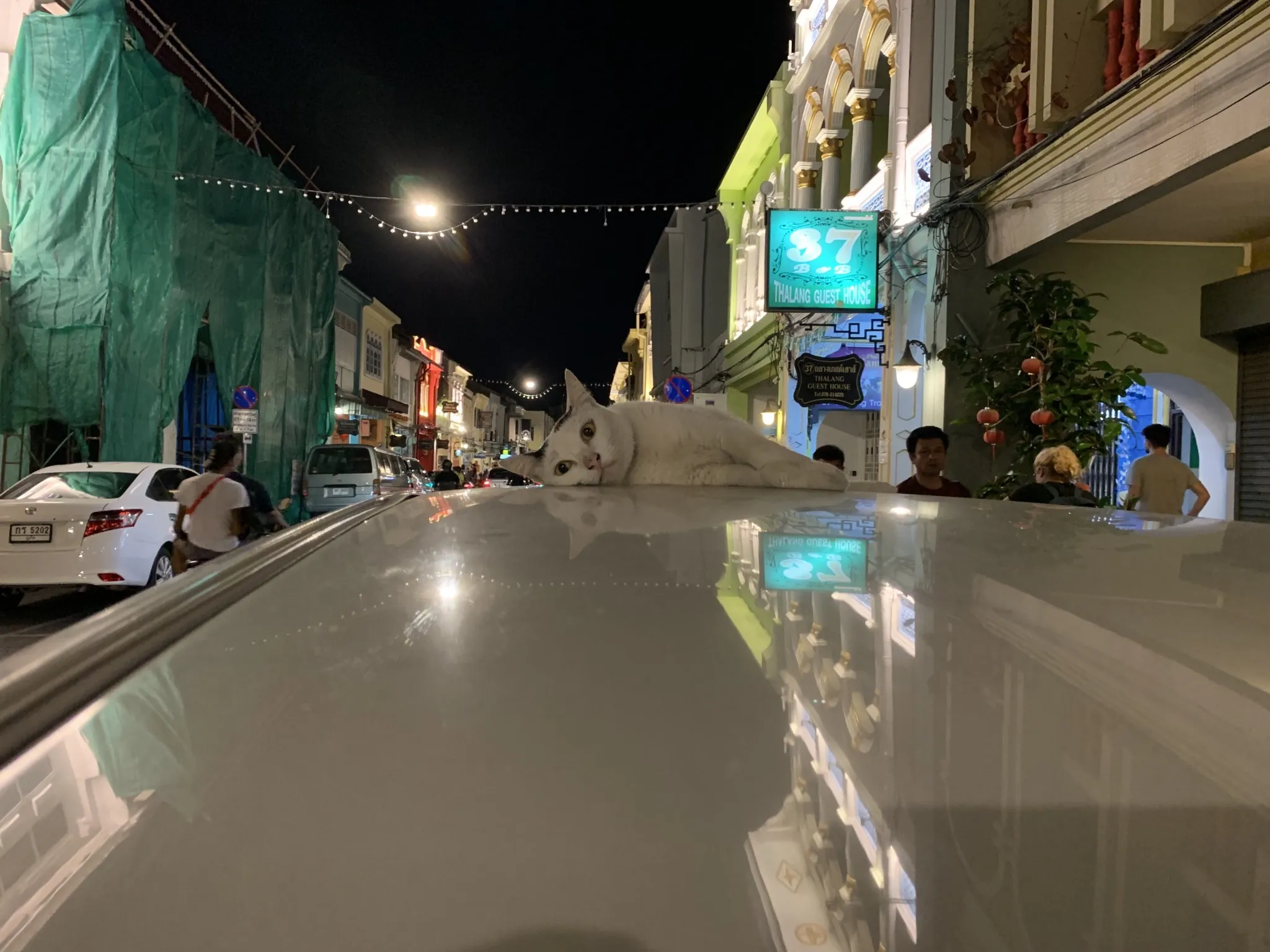 A cat lying on a car roof