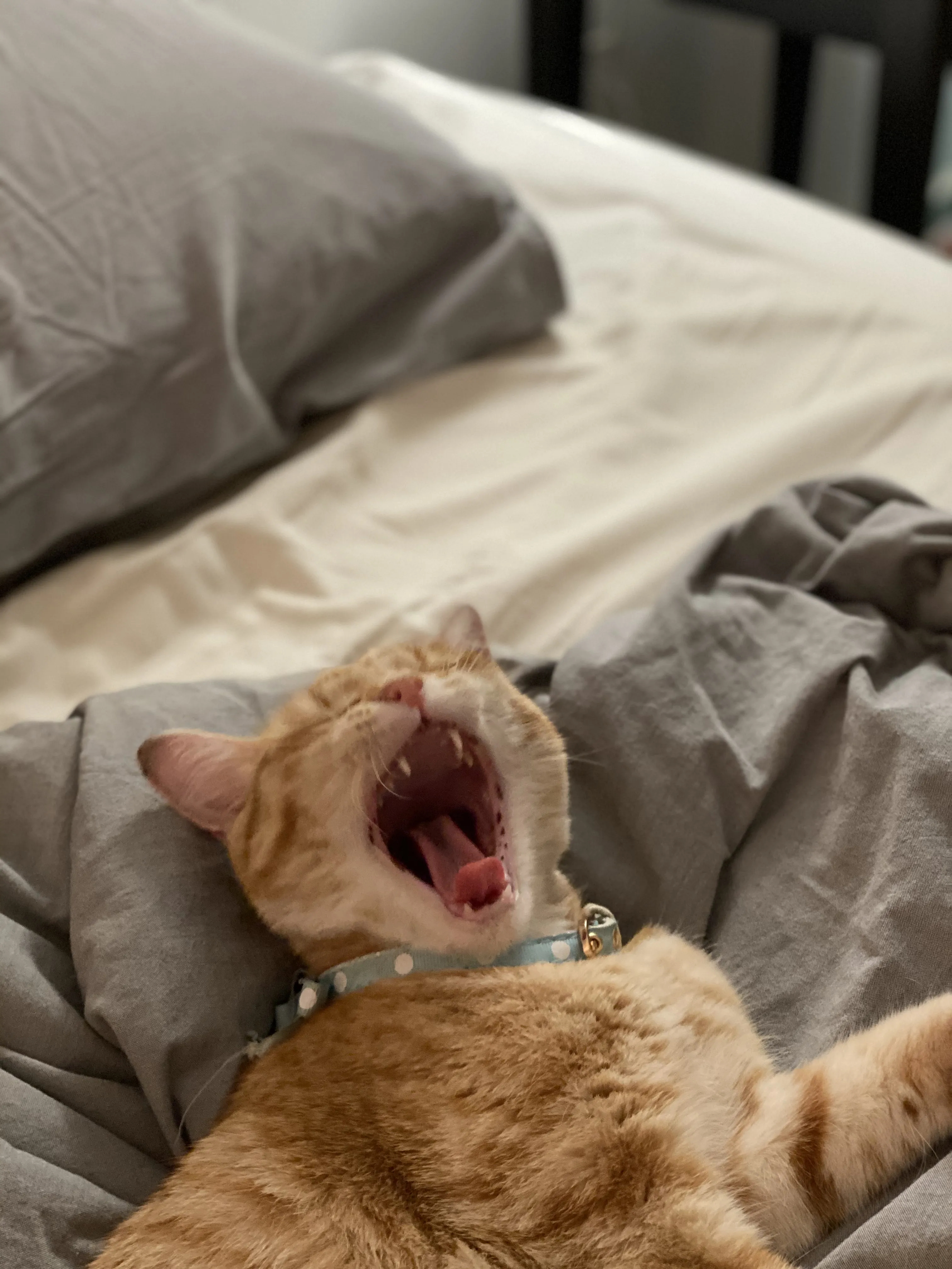 A ginger cat on a bed yawning